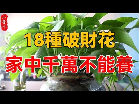 陽台種花招財|前陽台招財植物推薦：招財又美觀，打造財運旺盛的綠。